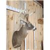 Image 5 : Big Nontypical Triple Droptine Whitetail Shoulder Mount Taxidermy