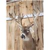 Image 6 : Big Nontypical Triple Droptine Whitetail Shoulder Mount Taxidermy