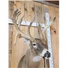 Image 7 : Big Nontypical Triple Droptine Whitetail Shoulder Mount Taxidermy
