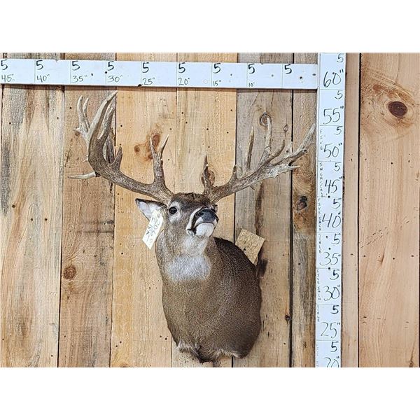 Big Nontypical Whitetail Shoulder Mount Taxidermy