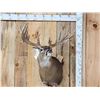 Image 1 : Big Nontypical Whitetail Shoulder Mount Taxidermy