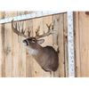 Image 2 : Big Nontypical Whitetail Shoulder Mount Taxidermy