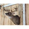 Image 3 : Big Nontypical Whitetail Shoulder Mount Taxidermy