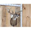Image 4 : Big Nontypical Whitetail Shoulder Mount Taxidermy