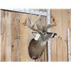 Image 5 : Big Nontypical Whitetail Shoulder Mount Taxidermy