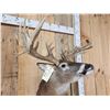 Image 6 : Big Nontypical Whitetail Shoulder Mount Taxidermy