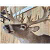 Image 7 : Big Nontypical Whitetail Shoulder Mount Taxidermy