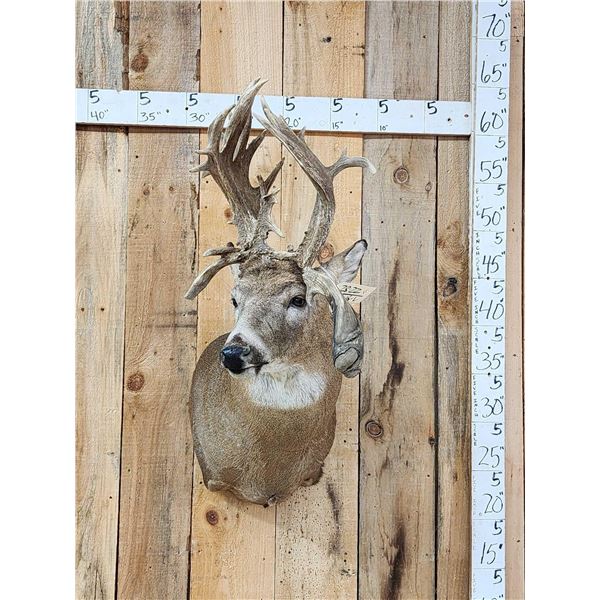 Crazy Nontypical Whitetail Shoulder Mount Taxidermy