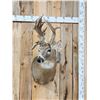 Image 1 : Crazy Nontypical Whitetail Shoulder Mount Taxidermy