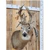 Image 2 : Crazy Nontypical Whitetail Shoulder Mount Taxidermy