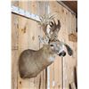 Image 3 : Crazy Nontypical Whitetail Shoulder Mount Taxidermy
