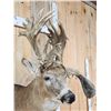 Image 4 : Crazy Nontypical Whitetail Shoulder Mount Taxidermy