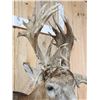 Image 5 : Crazy Nontypical Whitetail Shoulder Mount Taxidermy