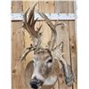 Image 6 : Crazy Nontypical Whitetail Shoulder Mount Taxidermy