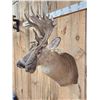 Image 7 : Crazy Nontypical Whitetail Shoulder Mount Taxidermy