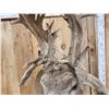 Image 8 : Crazy Nontypical Whitetail Shoulder Mount Taxidermy
