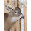 Image 10 : Heavy Mass Triple Droptine Whitetail Shoulder Mount Taxidermy