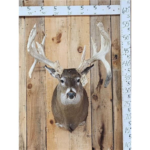 Heavy Mass Triple Droptine Whitetail Shoulder Mount Taxidermy