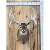 Image 1 : Heavy Mass Triple Droptine Whitetail Shoulder Mount Taxidermy