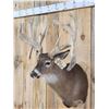 Image 2 : Heavy Mass Triple Droptine Whitetail Shoulder Mount Taxidermy