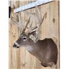 Image 3 : Heavy Mass Triple Droptine Whitetail Shoulder Mount Taxidermy