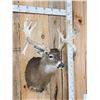 Image 4 : Heavy Mass Triple Droptine Whitetail Shoulder Mount Taxidermy