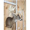 Image 6 : Heavy Mass Triple Droptine Whitetail Shoulder Mount Taxidermy