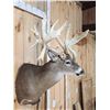 Image 7 : Heavy Mass Triple Droptine Whitetail Shoulder Mount Taxidermy
