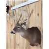 Image 8 : Heavy Mass Triple Droptine Whitetail Shoulder Mount Taxidermy