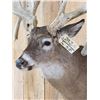Image 9 : Heavy Mass Triple Droptine Whitetail Shoulder Mount Taxidermy