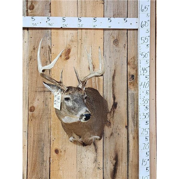 4x4 Whitetail Shoulder Mount Taxidermy