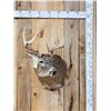 Image 1 : 4x4 Whitetail Shoulder Mount Taxidermy