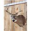 Image 2 : 4x4 Whitetail Shoulder Mount Taxidermy