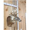 Image 3 : 4x4 Whitetail Shoulder Mount Taxidermy