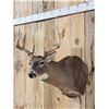Image 4 : 4x4 Whitetail Shoulder Mount Taxidermy