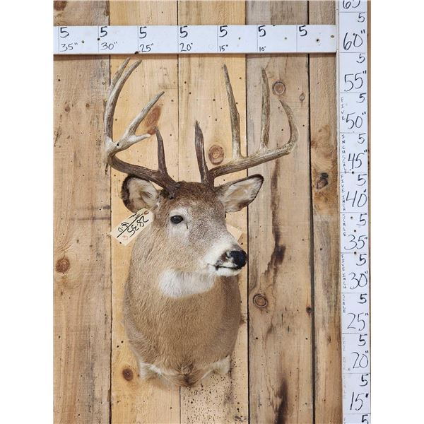 4x5 Whitetail Shoulder Mount Taxidermy