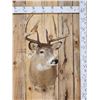 Image 1 : 4x5 Whitetail Shoulder Mount Taxidermy