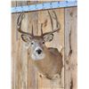 Image 2 : 4x5 Whitetail Shoulder Mount Taxidermy
