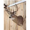 Image 3 : 4x5 Whitetail Shoulder Mount Taxidermy