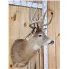 Image 4 : 4x5 Whitetail Shoulder Mount Taxidermy