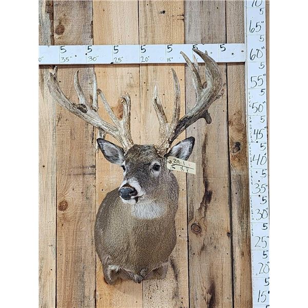 Big Nontypical Whitetail Shoulder Mount Taxidermy