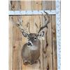 Image 1 : Big Nontypical Whitetail Shoulder Mount Taxidermy