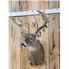 Image 2 : Big Nontypical Whitetail Shoulder Mount Taxidermy