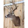 Image 3 : Big Nontypical Whitetail Shoulder Mount Taxidermy