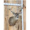 Image 4 : Big Nontypical Whitetail Shoulder Mount Taxidermy