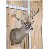 Image 5 : Big Nontypical Whitetail Shoulder Mount Taxidermy