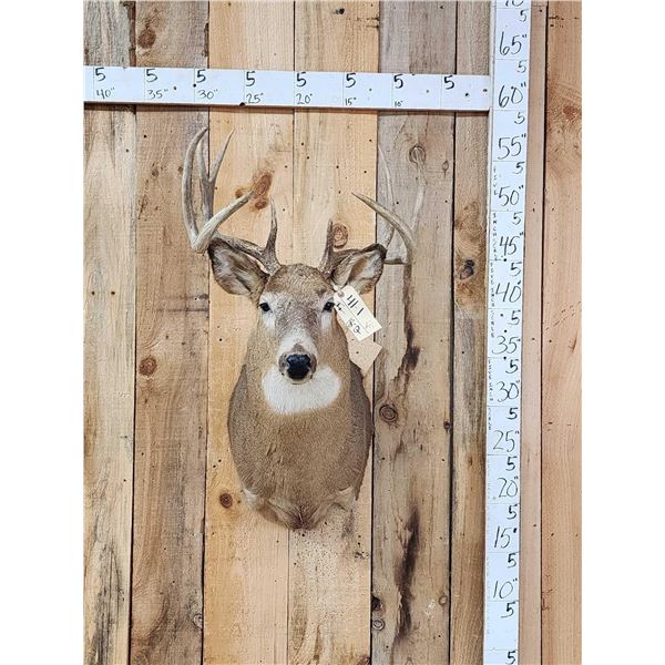 4x4 Whitetail Shoulder Mount Taxidermy