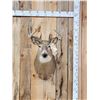 Image 1 : 4x4 Whitetail Shoulder Mount Taxidermy