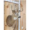 Image 2 : 4x4 Whitetail Shoulder Mount Taxidermy