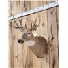 Image 3 : 4x4 Whitetail Shoulder Mount Taxidermy
